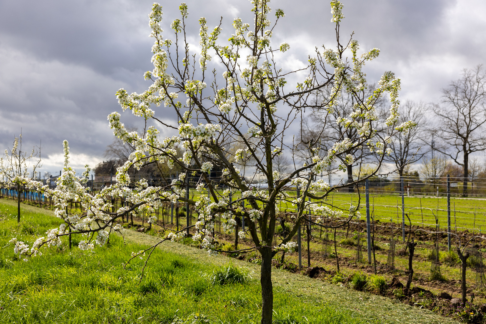 Blüten im Aprilwetter