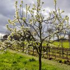 Blüten im Aprilwetter