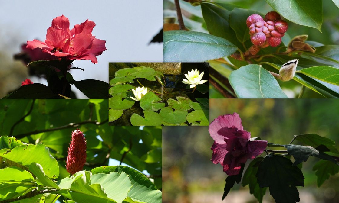 Blüten im Arboretum