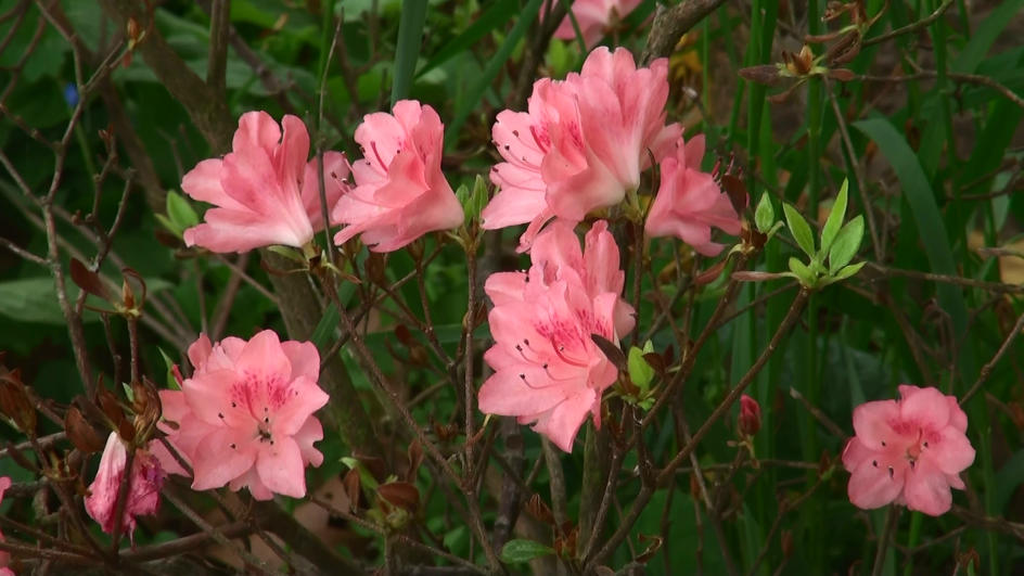 Blüten im Babelsberger Park