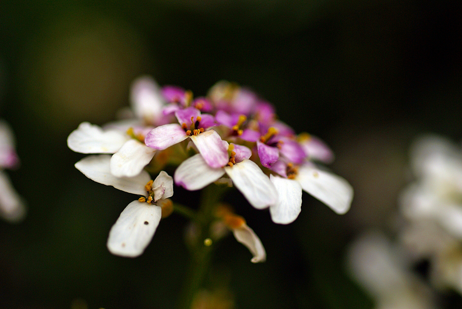 Blüten im Blumenbeet 2