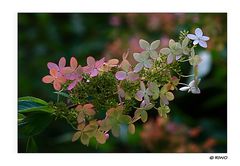 Blüten im Botanischen Garten,,,,,,,,