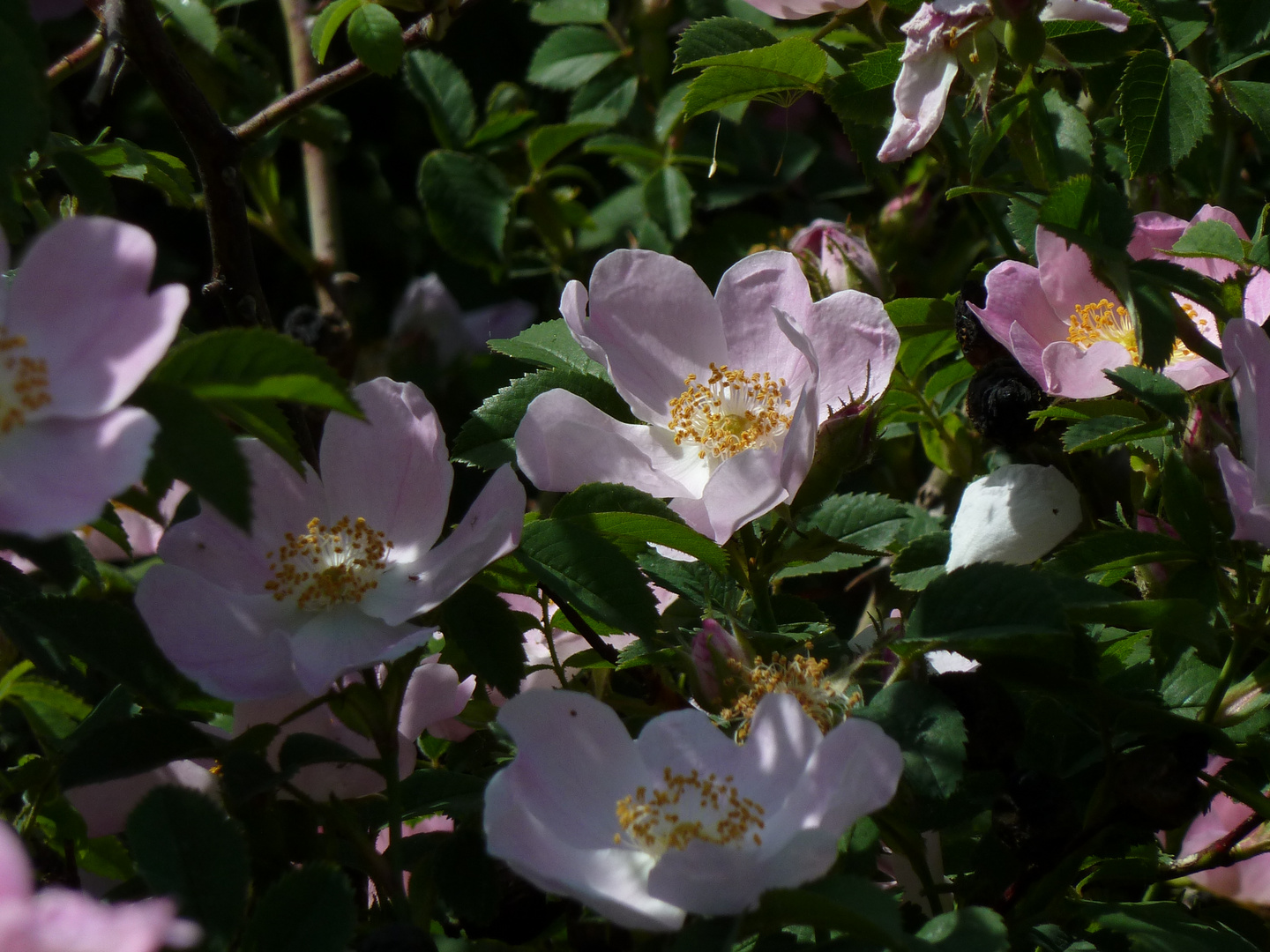 Blüten im Botanischen Garten_Mai 2020