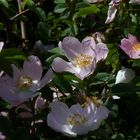 Blüten im Botanischen Garten_Mai 2020