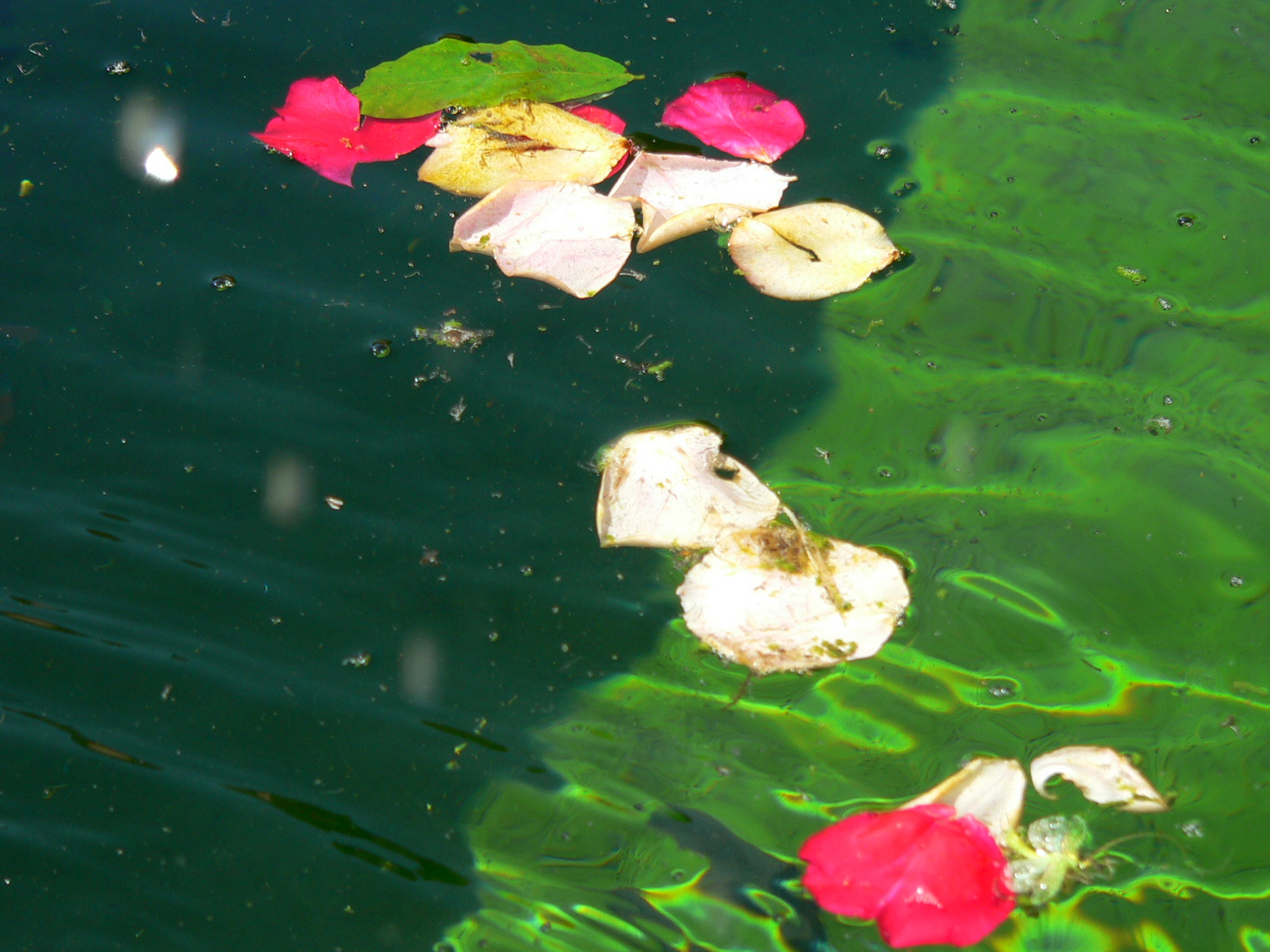 Blüten im Brunnen