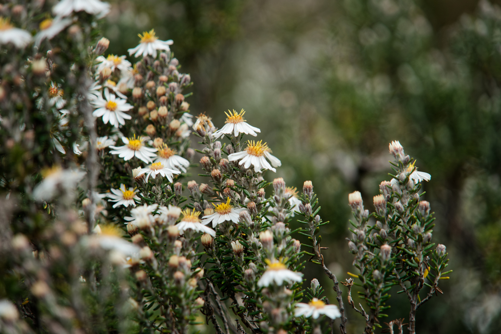 Blüten im Cotopaxi Nationalpark