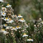 Blüten im Cotopaxi Nationalpark