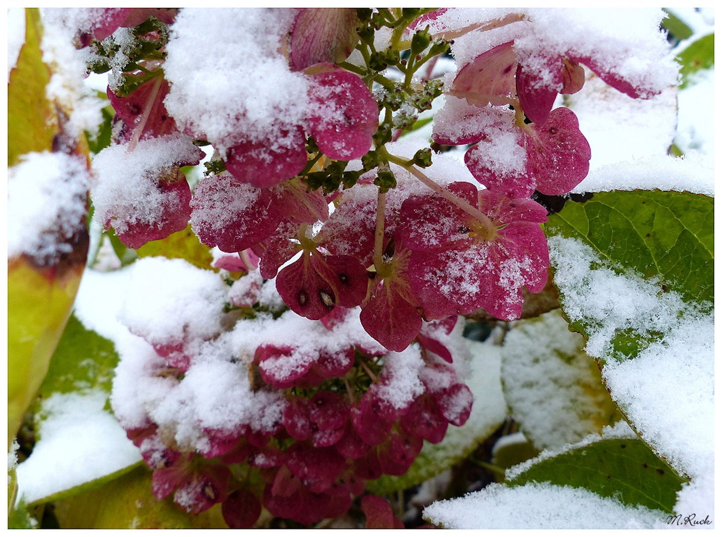Blüten im Dezember Schnee , Foto & Bild pflanzen, pilze & flechten