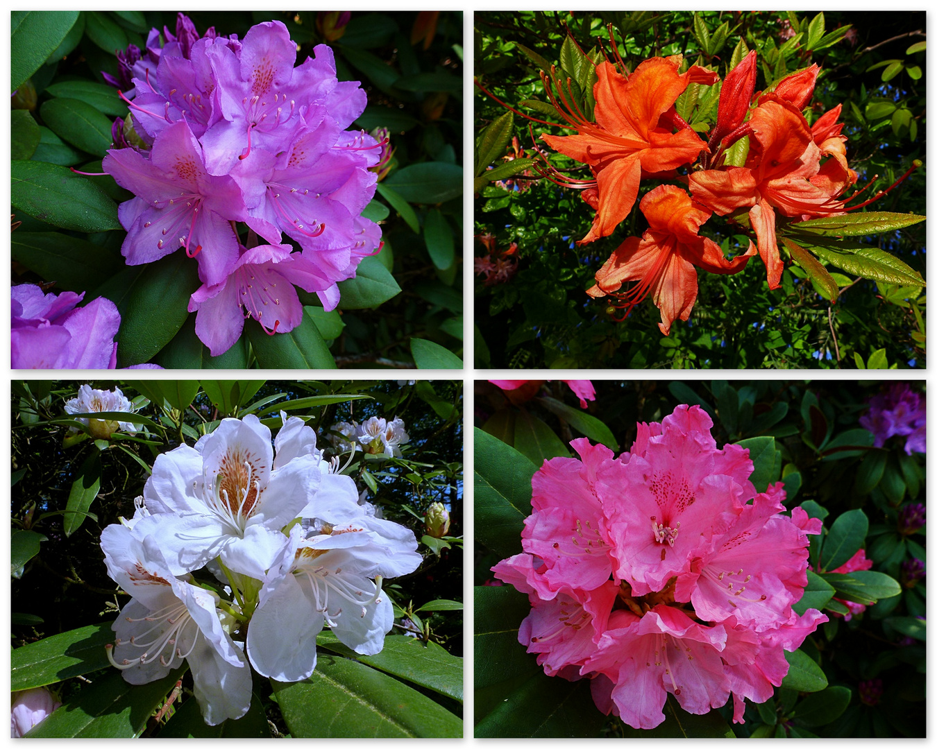 Blüten im Dortmunder Rombergpark