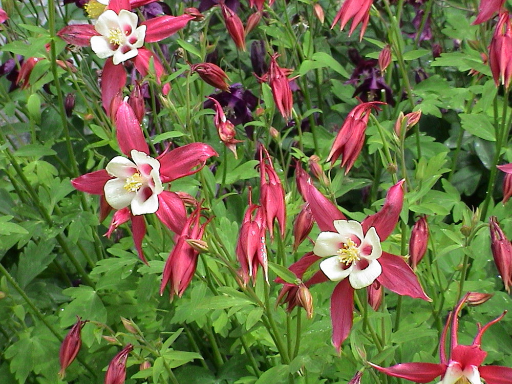 Blüten im Engadin