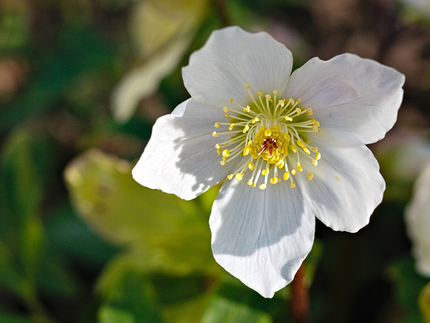 Blüten im Februar