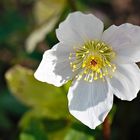 Blüten im Februar