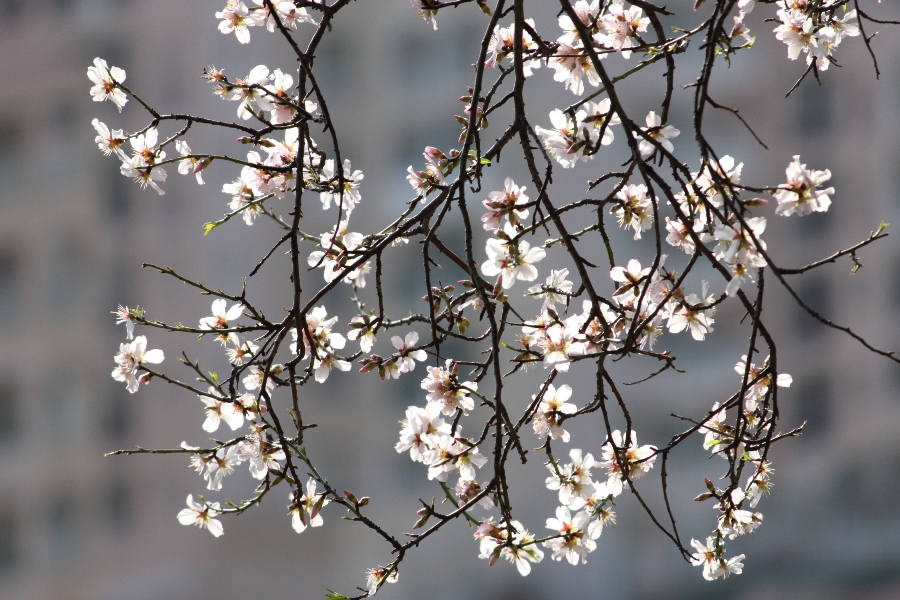 Blüten im Februar