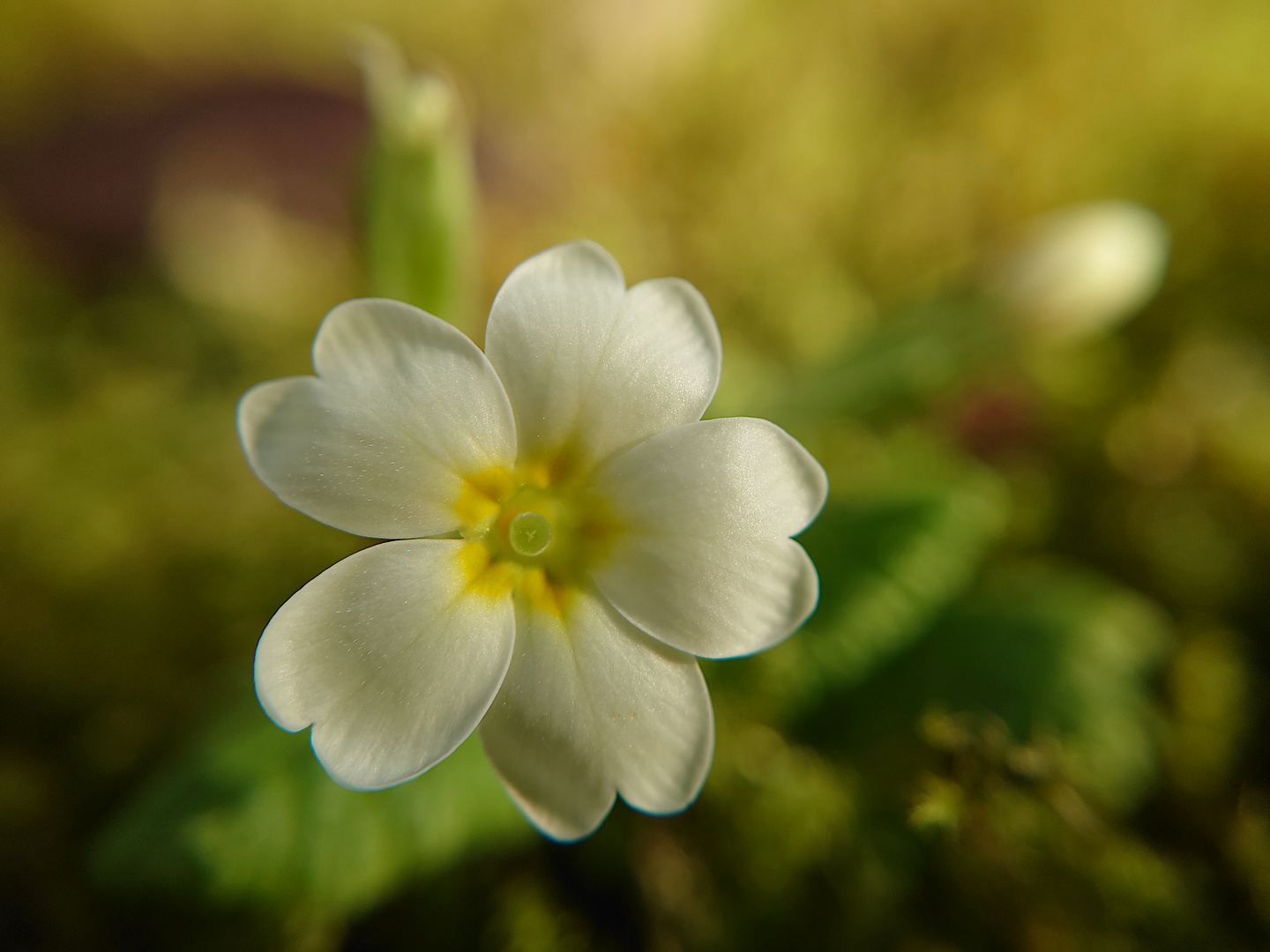 Blüten im Februar