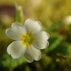 Blüten im Februar