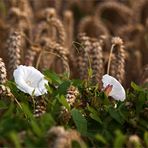 Blüten im Feld