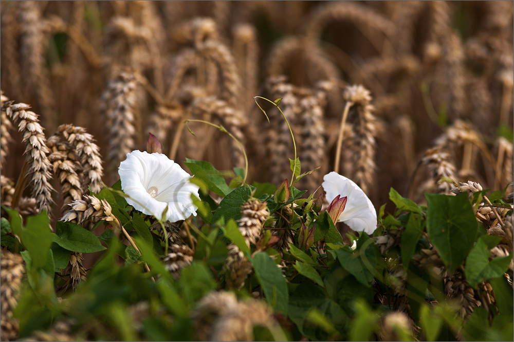 Blüten im Feld