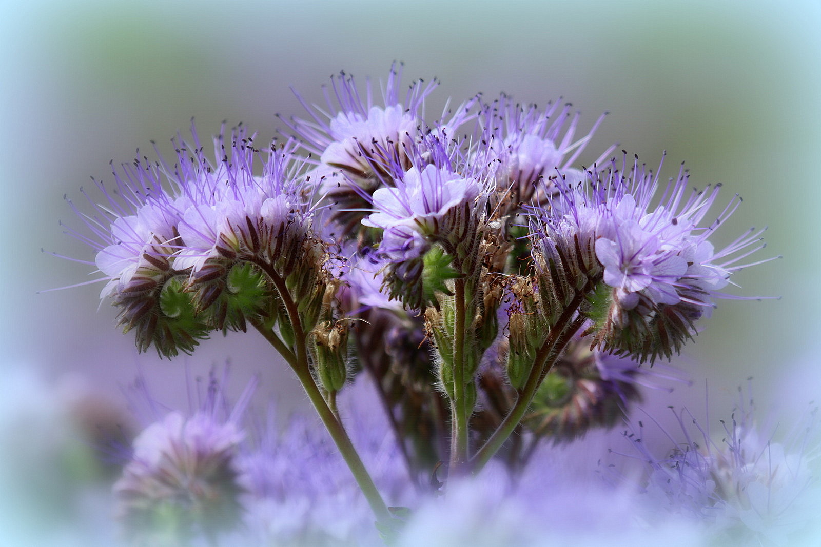 Blüten im Feld