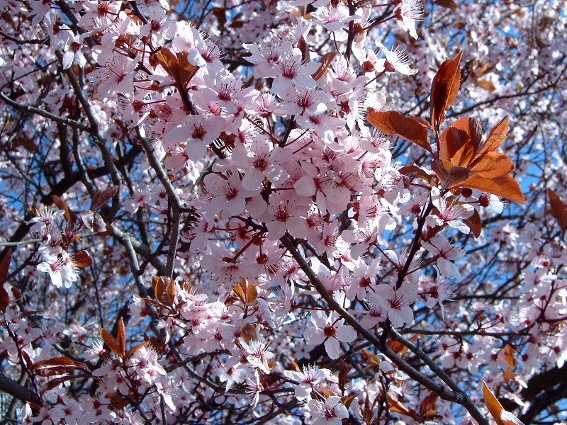 Blüten im Frühjahr