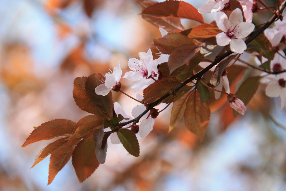 Blüten im Frühjahr