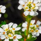 Blüten im Frühjahr 