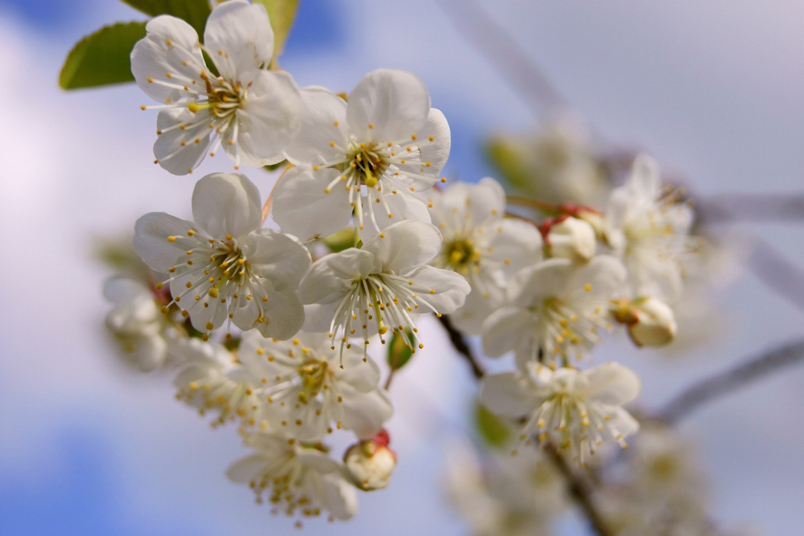 Blüten im Frühjahr