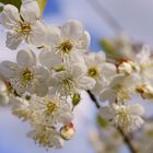 Blüten im Frühjahr