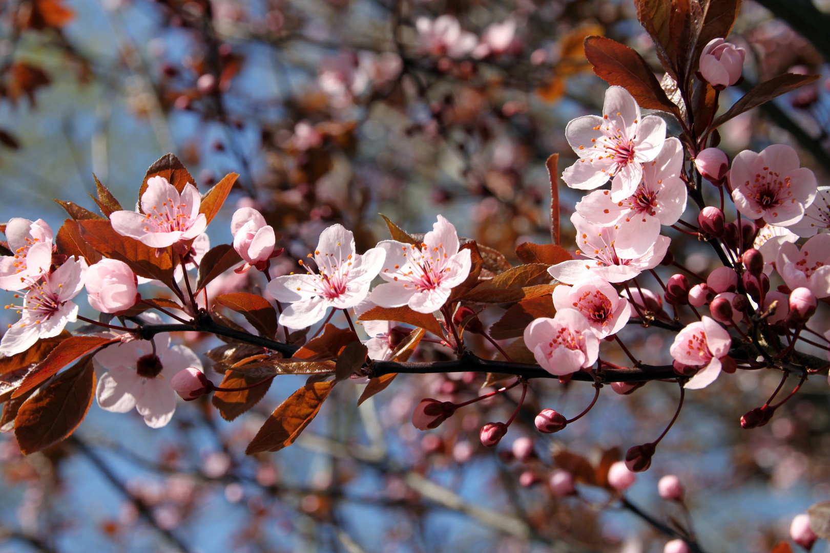 Blüten im Frühling