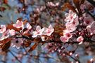 Blüten im Frühling von danielfoerster 