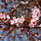 Blüten im Frühling