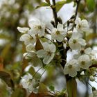 Blüten im Frühling!