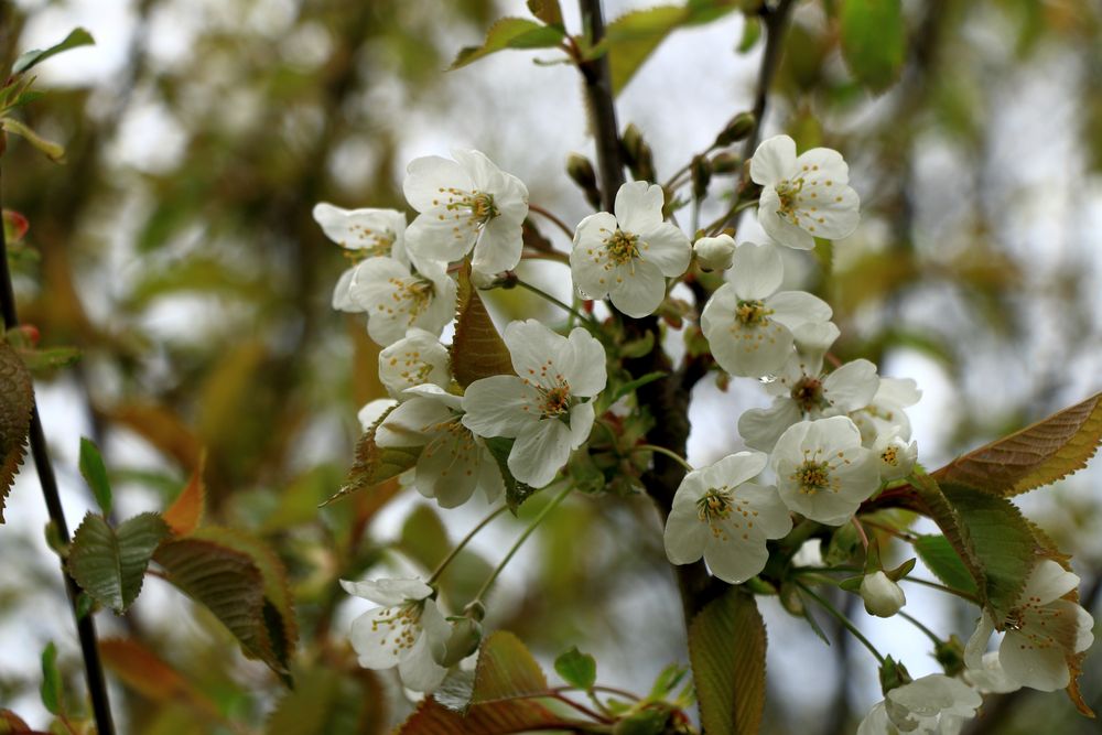 Blüten im Frühling!