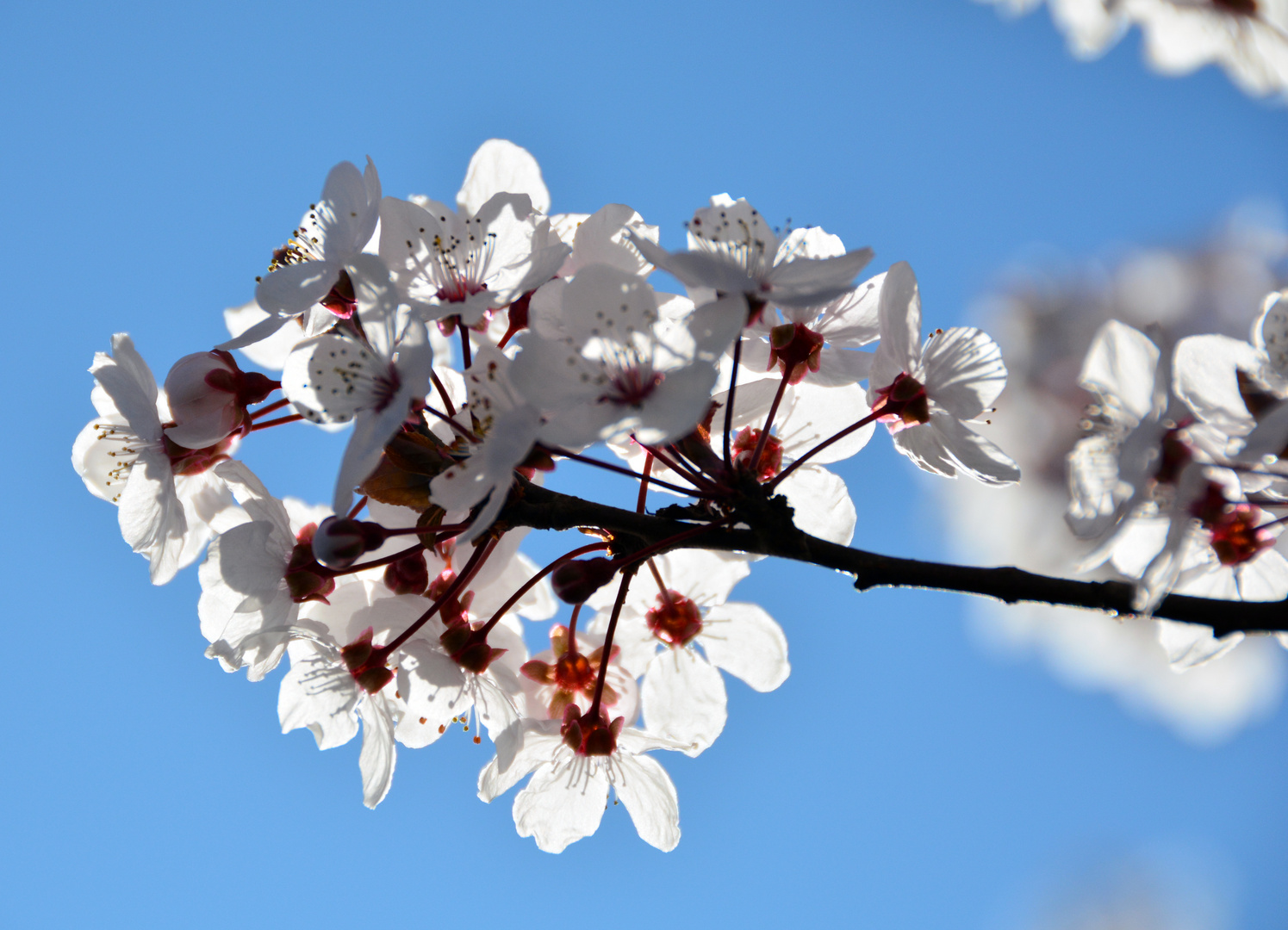 Blüten im Frühling