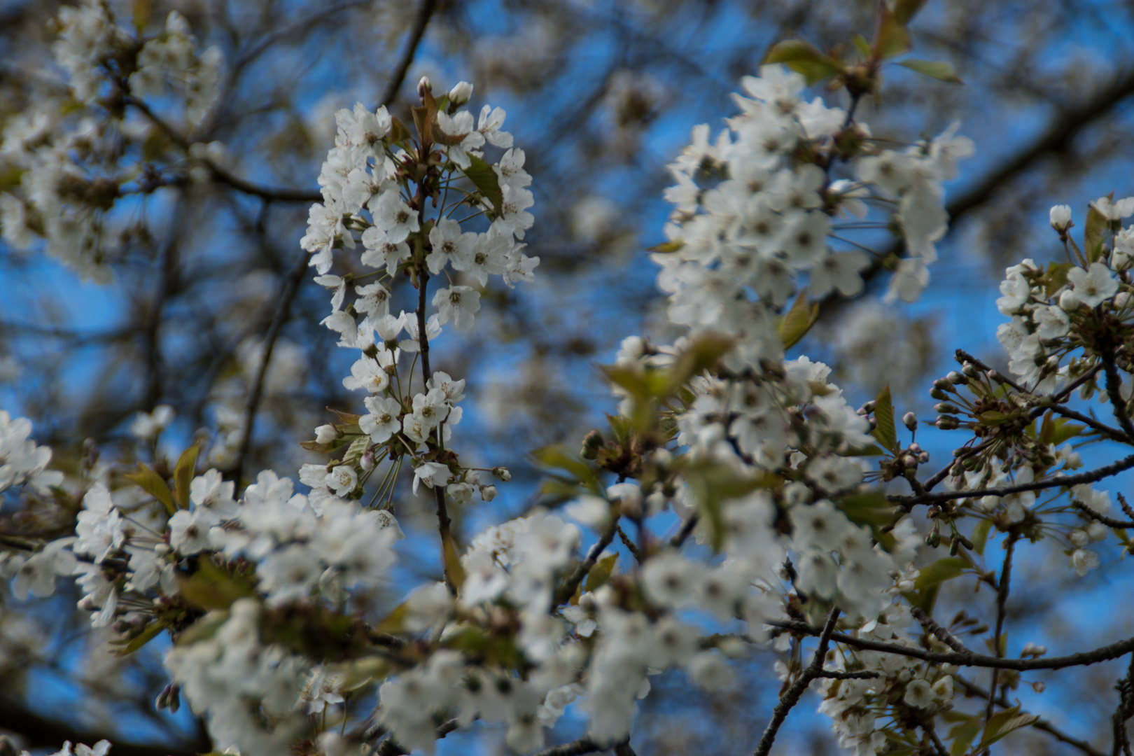 Blüten im Frühling