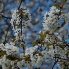 Blüten im Frühling