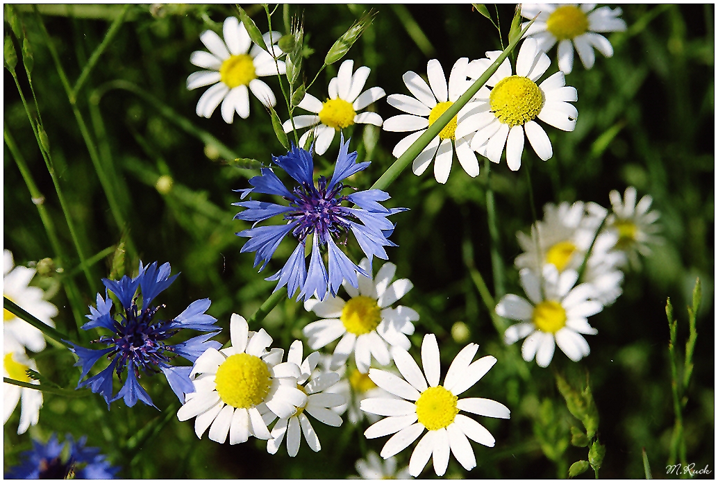 Blüten im Frühling ,