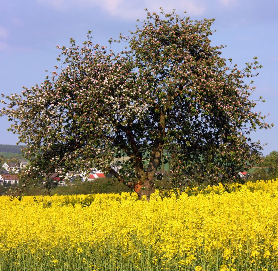 Blüten im Frühling