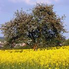 Blüten im Frühling