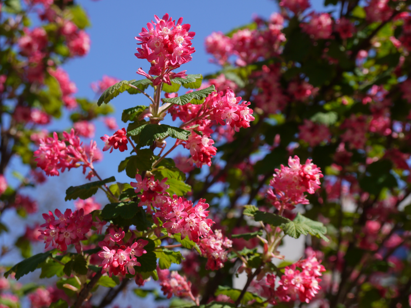 Blüten im Frühling