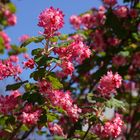 Blüten im Frühling