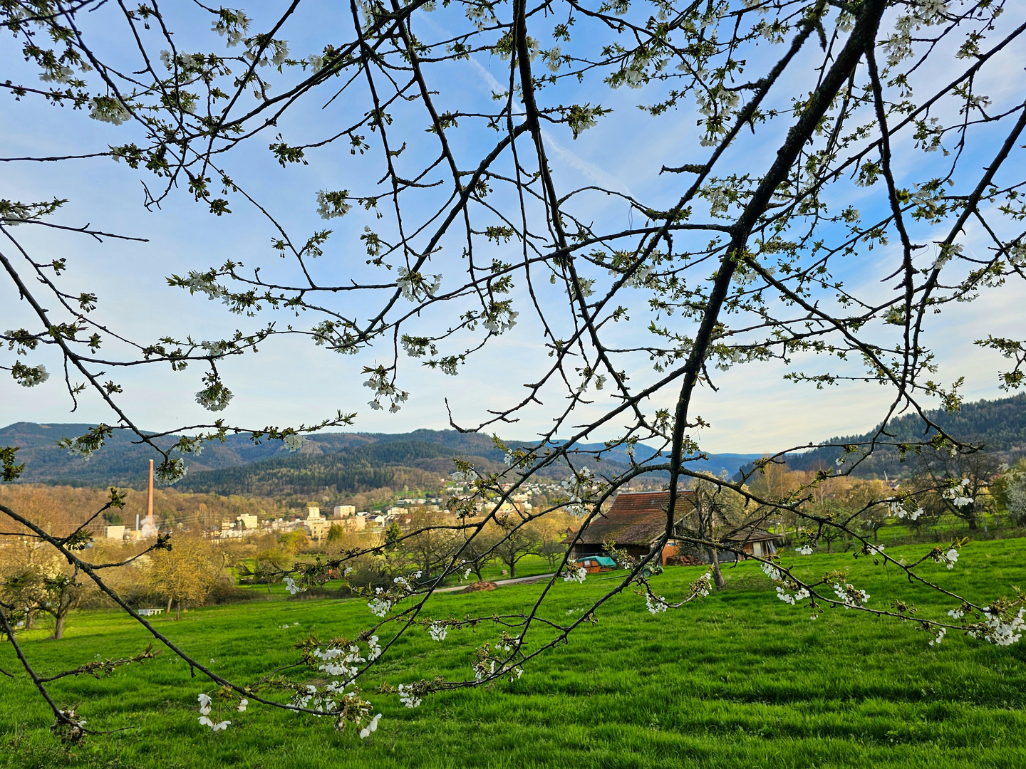 Blüten im Frühling 