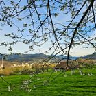 Blüten im Frühling 