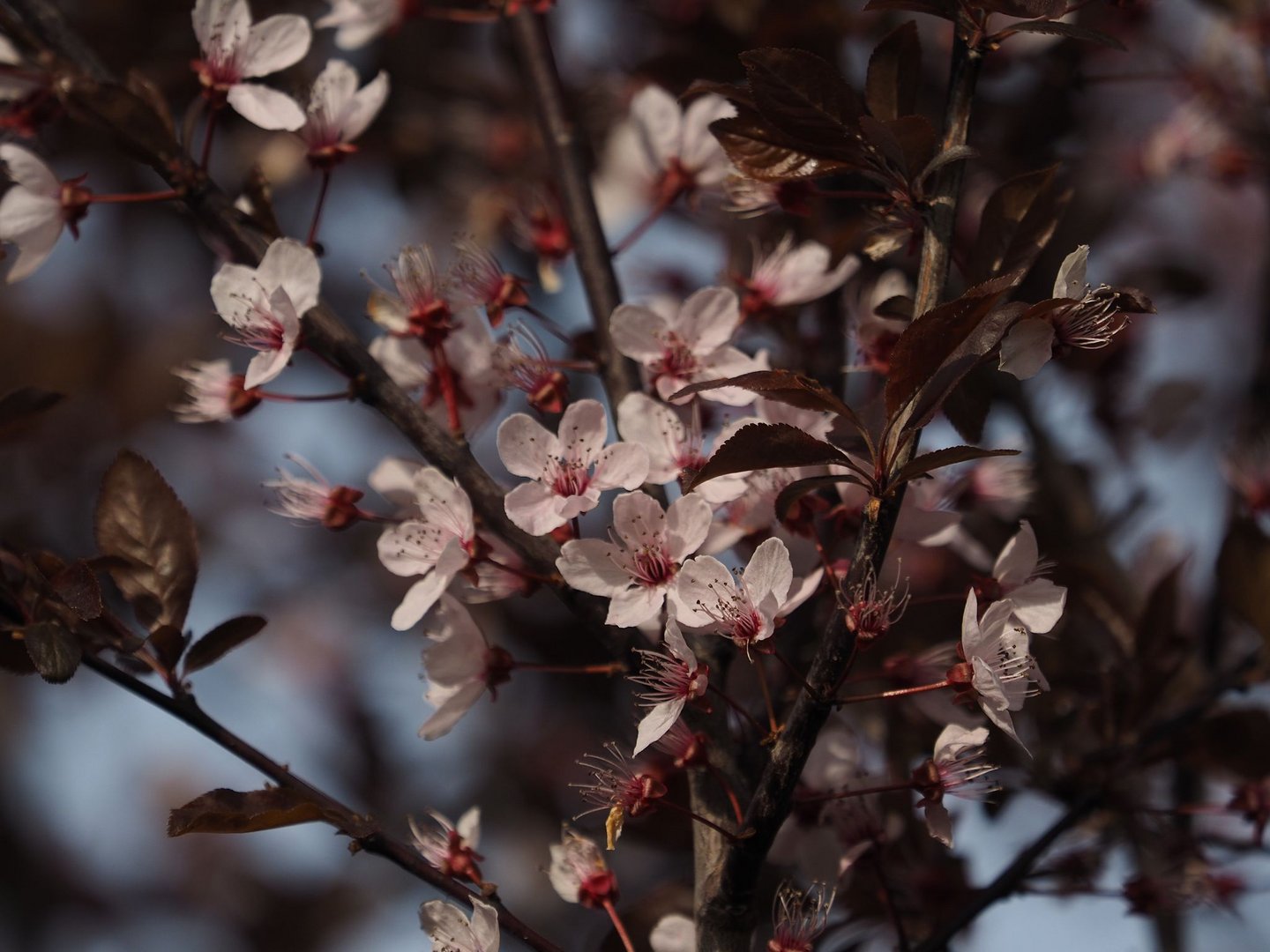 Blüten im Frühling