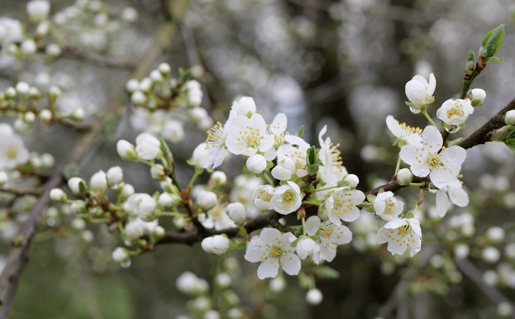 Blüten im Frühling