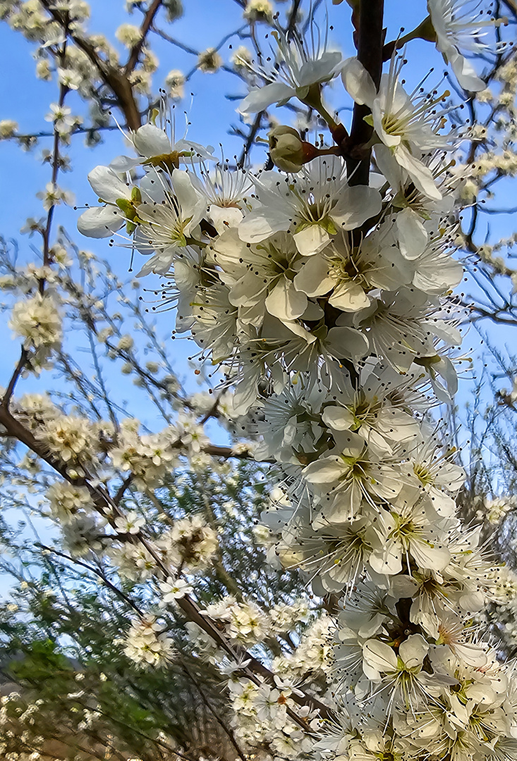 Blüten im Frühling 