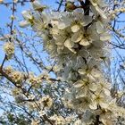 Blüten im Frühling 