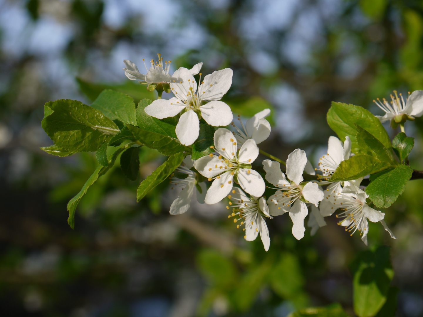 Blüten im Frühling