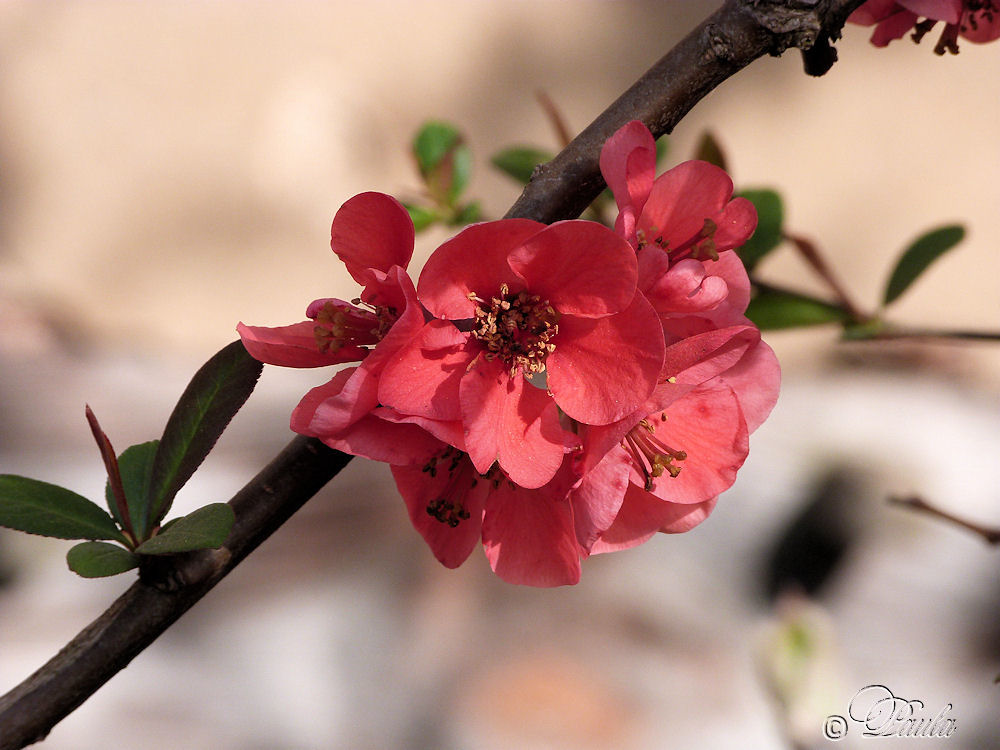 Blüten im Frühling