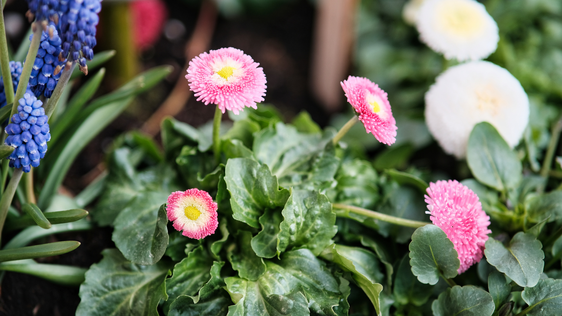 Blüten im Frühling