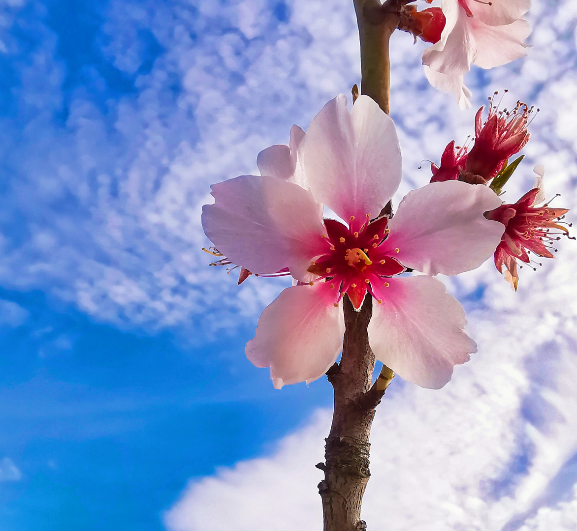 Blüten im Frühling 